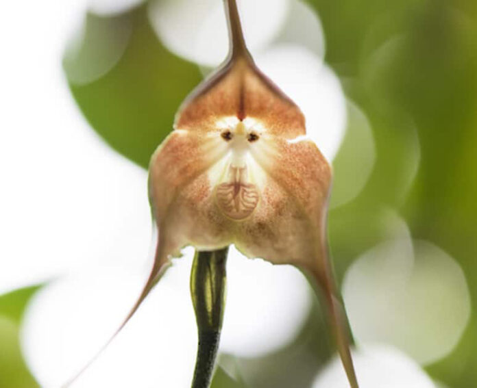 Cómo cuidar una orquídea cara de mono – Diario 2001